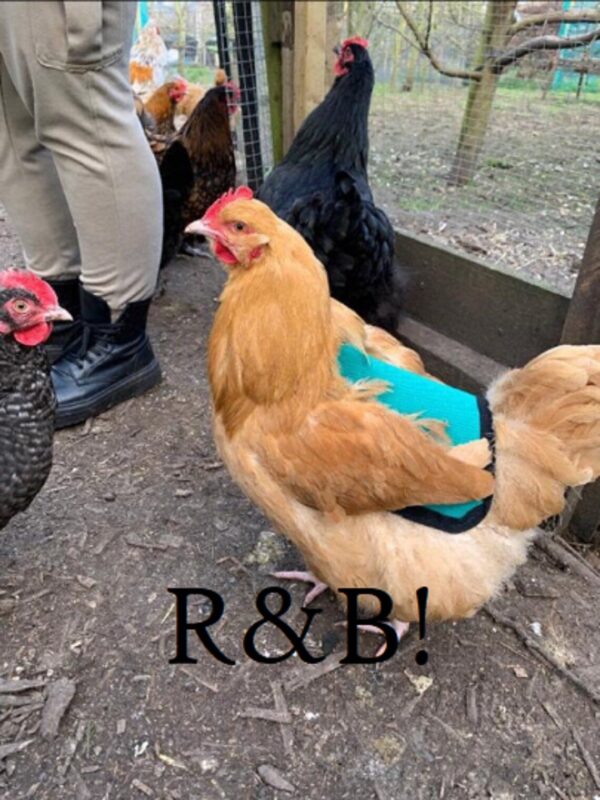 CHICKEN SADDLE | Chicken Apron | Hen protector | Waterproof Canvas | WINGS Back Protection | Poultry Mating | Bantam | Many Sizes | Cockerel - Image 3