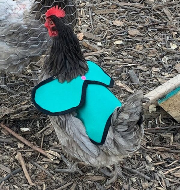 CHICKEN SADDLE | Chicken Apron | Hen protector | Waterproof Canvas | WINGS Back Protection | Poultry Mating | Bantam | Many Sizes | Cockerel - Image 4