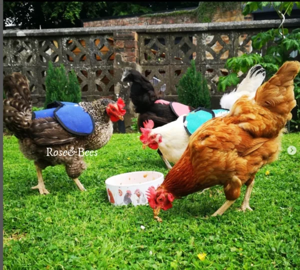 CHICKEN SADDLE | Chicken Apron | Hen protector | Waterproof Canvas | WINGS Back Protection | Poultry Mating | Bantam | Many Sizes | Cockerel - Image 7