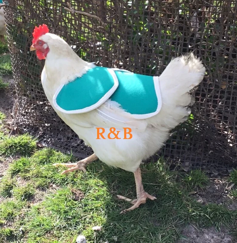 chicken saddle , hen saddle