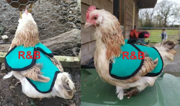 Elasticated Chicken Saddle Apron Hen Feather Protector Ducks Poultry | Egg Layer - Image 4