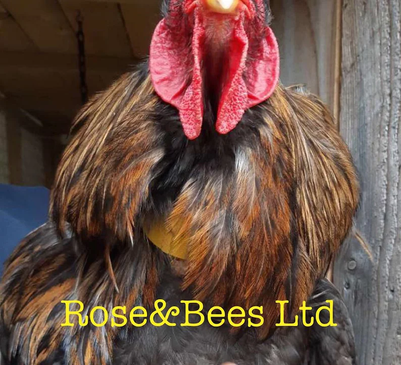 ROOSTER CROW Neck BAND | Cockerel Collar | Anti Noise Rooster Aid | Crow Band | Quiet Rooster | Crowing Poultry | No Loud Rooster Turkey - Image 4