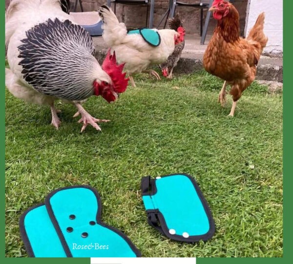 CHICKEN SADDLE | Hen Back Protector | POULET WING PROTECTION | Poultry Apron - Image 3