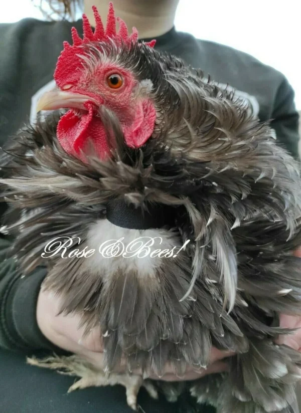 6X 18CM | Cockerel Collar | Rooster Quiet Collar | Low Crow | Anti Noise Neck Band | Chicken Duck Hen Poultry Turkey Cock Stop Crowing - Image 2