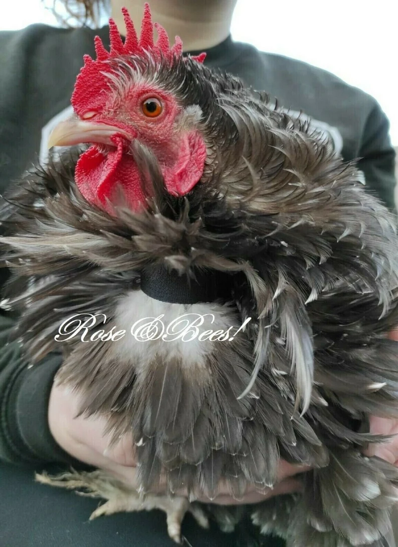 6X 18CM | Cockerel Collar | Rooster Quiet Collar | Low Crow | Anti Noise Neck Band | Chicken Duck Hen Poultry Turkey Cock Stop Crowing - Image 2