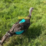 Turkey saddle Adjustable sample 1