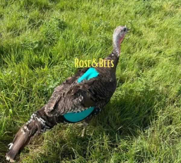 turkey saddle , hen saddle