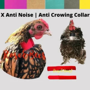 2 X Standard Low Crow Noise Reduction Collar Crow Quiet Rooster Cockerel Band Neck Bantam Silkie RIR SUSSEX Bluebells Backyard Farm Chicken