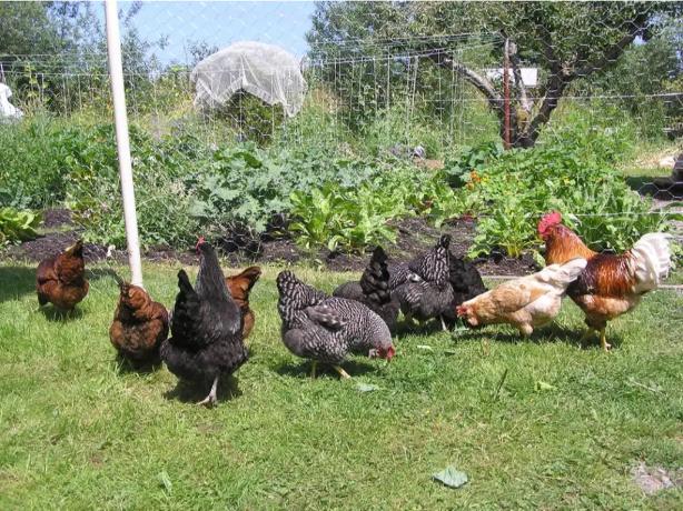 The Clucking Truth About Chicken Saddles