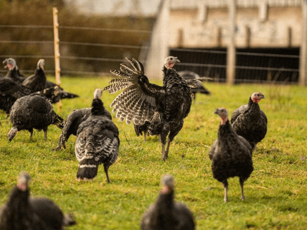 Safeguarding Your Turkeys: The Importance of Turkey Saddles