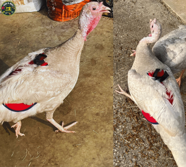 TURKEY SADDLE | BASIC | Fleece | Towel Lined | WATERPROOF CANVAS |POULTRY Mating - Image 23