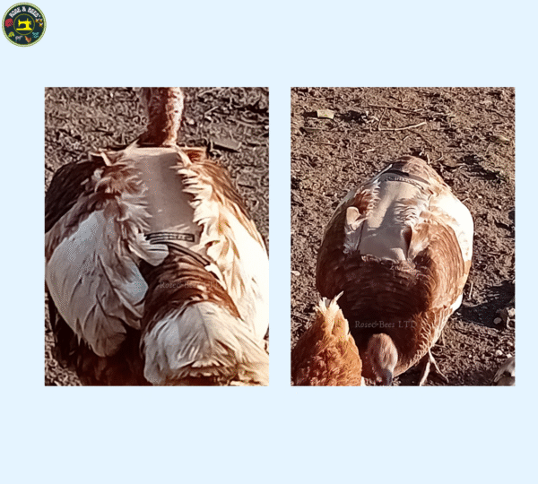 TURKEY SADDLE | BASIC | Fleece | Towel Lined | WATERPROOF CANVAS |POULTRY Mating - Image 24