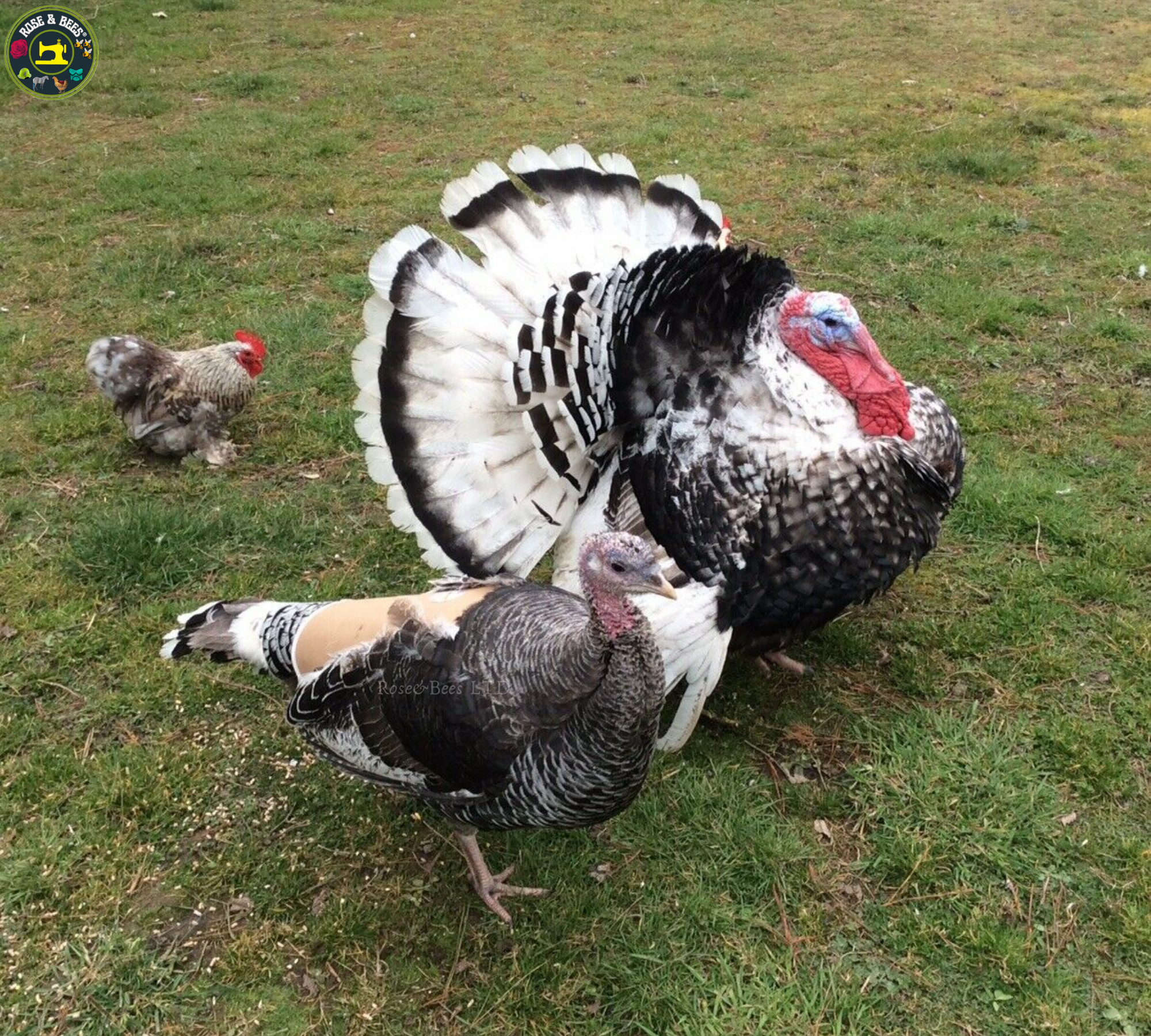 TURKEY SADDLE | BASIC | Fleece | Towel Lined | WATERPROOF CANVAS |POULTRY Mating - Image 28