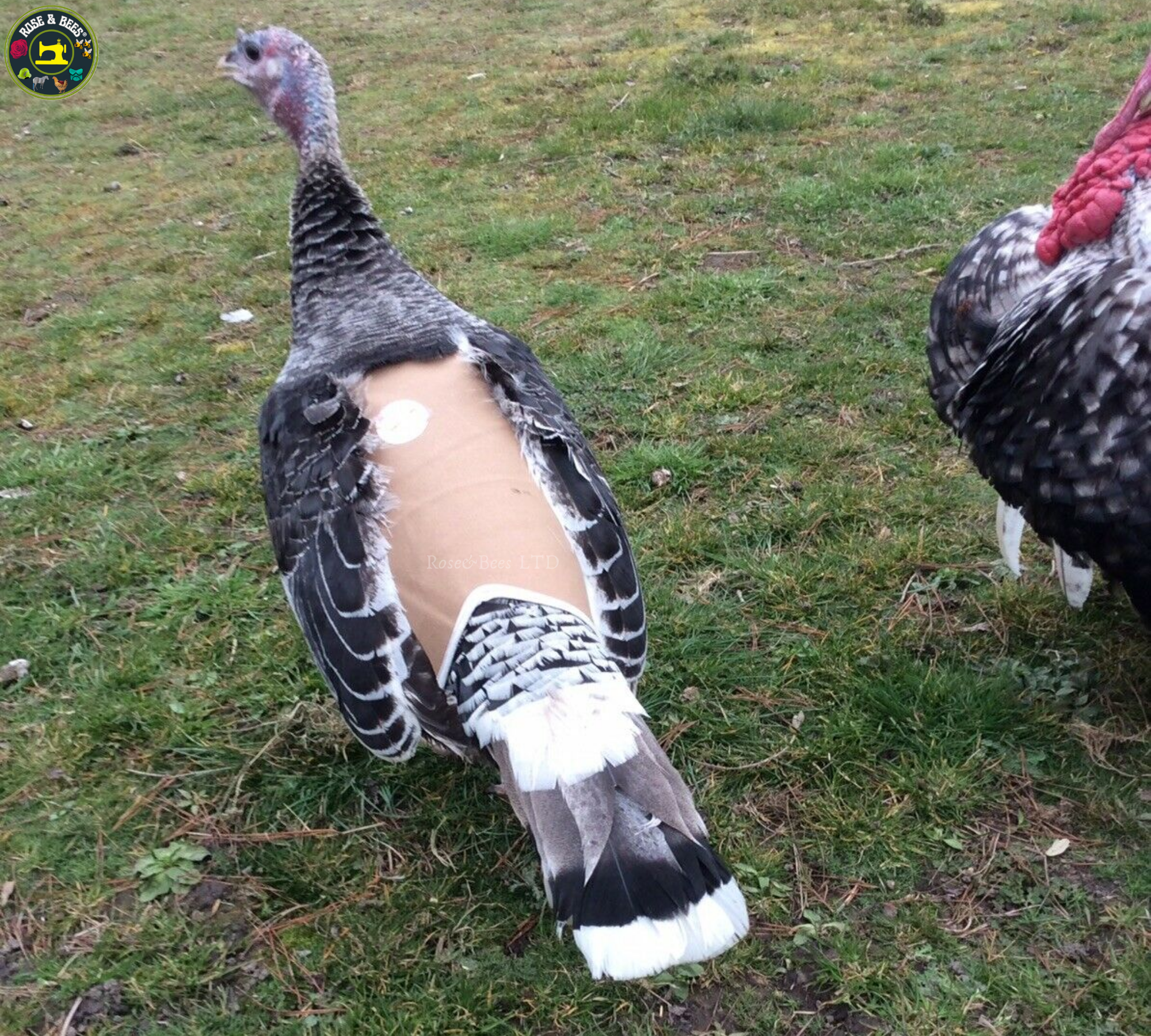 TURKEY SADDLE | BASIC | Fleece | Towel Lined | WATERPROOF CANVAS |POULTRY Mating - Image 29