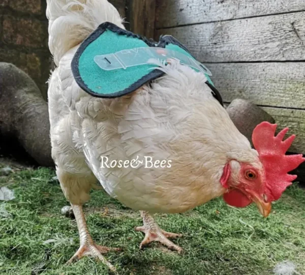 Chicken Saddle Wings Belly Strap Apron Hen protector Adjustable | rose & bees , hen saddle , poultry