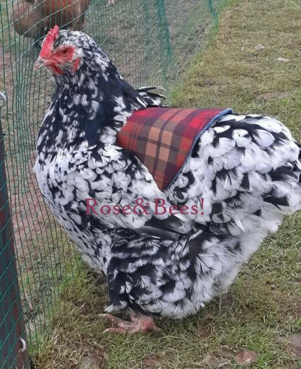 CHICKEN SADDLE | Hen Apron | WIDE | Large Poultry | Waterproof | Egg Layer | Elasticated Jacket | Hen Feather Protector | Bantams orpington - Image 5