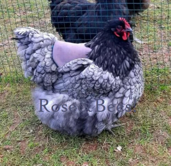CHICKEN SADDLE | Hen Apron | WIDE | Large Poultry | Waterproof | Egg Layer | Elasticated Jacket | Hen Feather Protector | Bantams orpington - Image 6