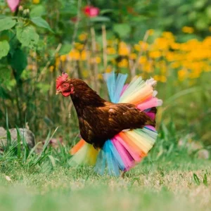 Chicken Clothes Chicken Costume Skirt Poultry Feather Protector Pet Supplies