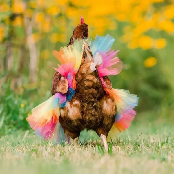 Chicken Clothes Chicken Costume Skirt Poultry Feather Protector Pet Supplies - Image 5