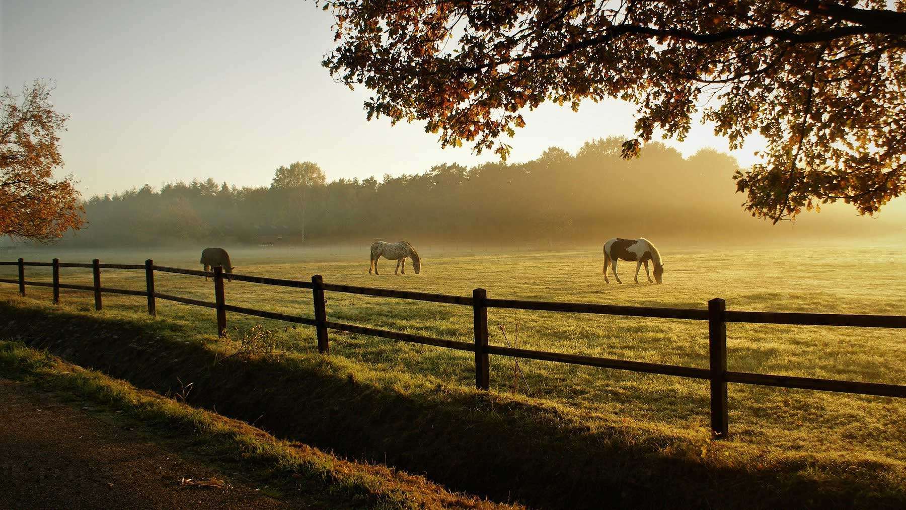 Difference Between Horse Bridle and Halter
