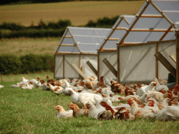 Why Every Coop Needs Chicken Nest Curtains: Benefits You Can’t Ignore