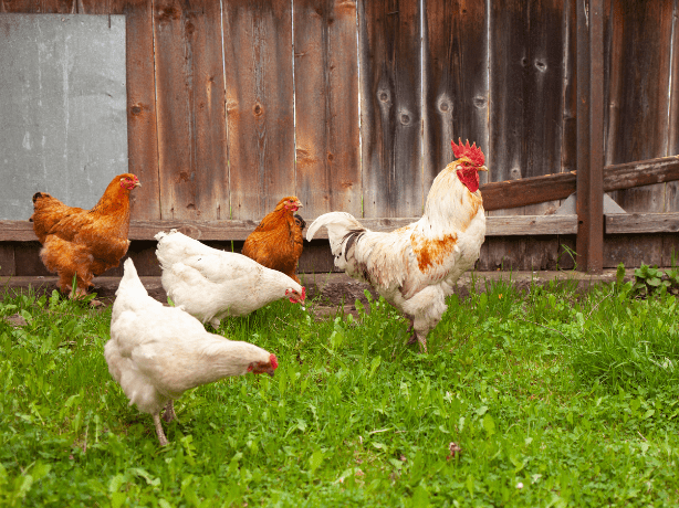 Chicken Saddle Success Stories: Real-Life Experiences from Rose & Bees Customers